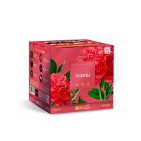 Пионы Салют купить в Старице | starica.salutsklad.ru